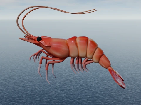 Chinese Shrimp 3D Model