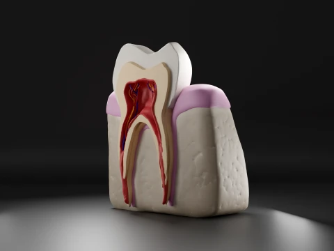 Penampang Gigi Molar Anatomi dengan Pulpa Saraf Gusi dan Tulang Rahang Model 3D