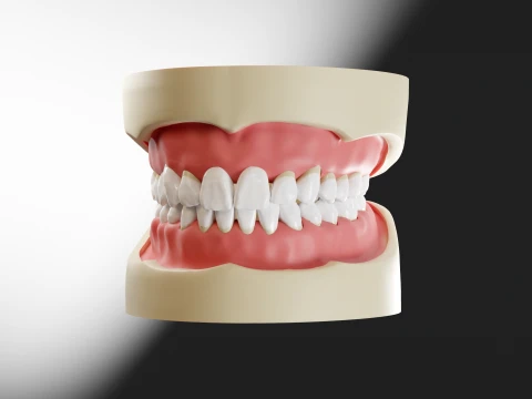 Lengkapi Lengkungan Gigi Atas dan Bawah dengan Gusi dan Artikulator Model 3D