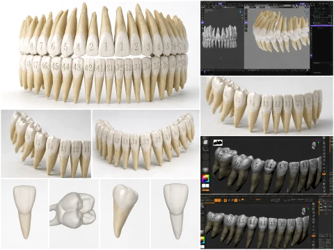 31 Koleksi STL Gigi Permanen Manusia Individu Anatomi Gigi Atas dan Bawah Model 3D