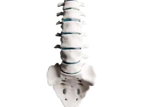Tulang Belakang Lumbar Manusia dengan Sacrum Coccyx dan Cakram Intervertebralis Model 3D