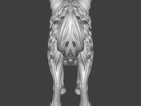 Fox 3D Print Model 3D Print Model