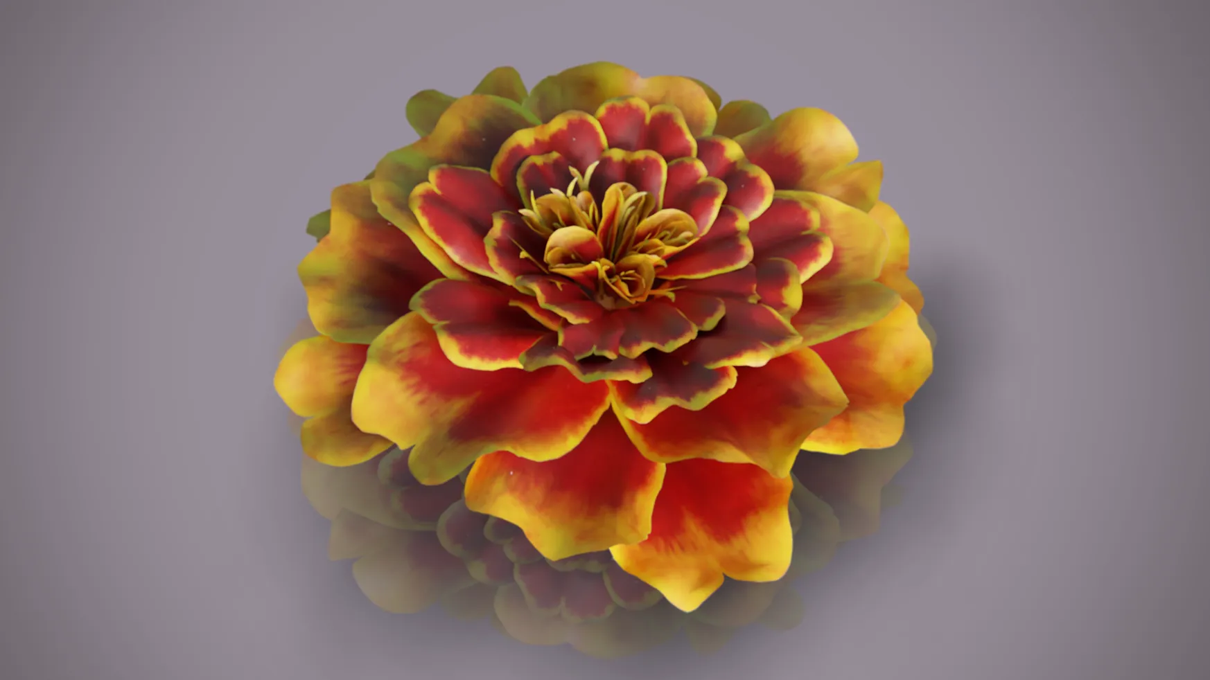 French Marigold Flower 3D Model .c4d .max .obj .3ds .fbx .stl .blend 