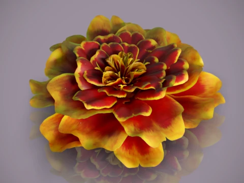 French Marigold Flower 3D Model