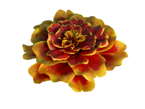 French Marigold Flower 3D Model