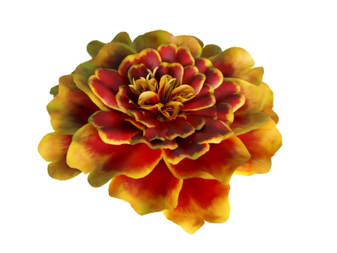 French Marigold Flower 3D Model