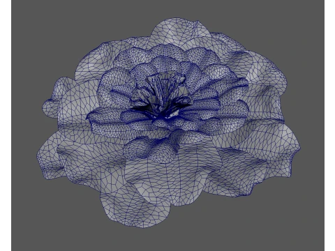 French Marigold Flower 3D Model