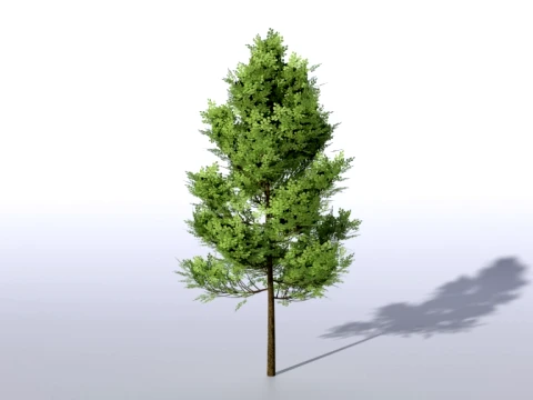 Tree and more tree 3D Model