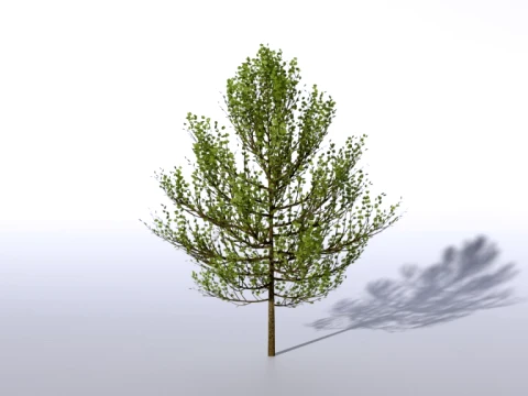 Tree and more tree 3D Model
