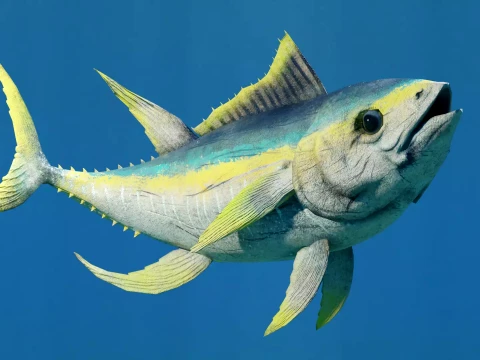 Tuna Fish Animated low-poly 3D Model