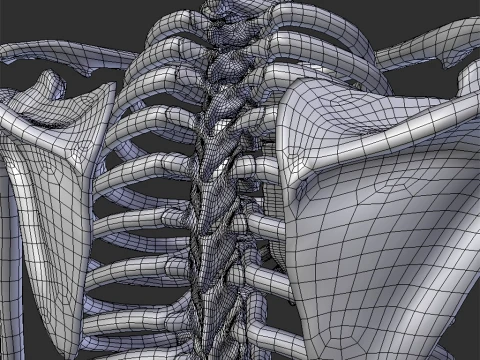 Skeleton 3D Modell