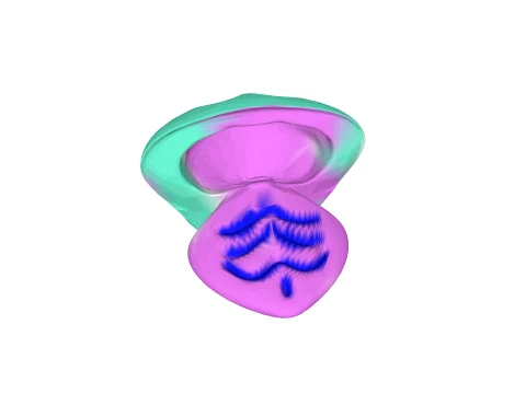 Seashell holder phone 3D Model