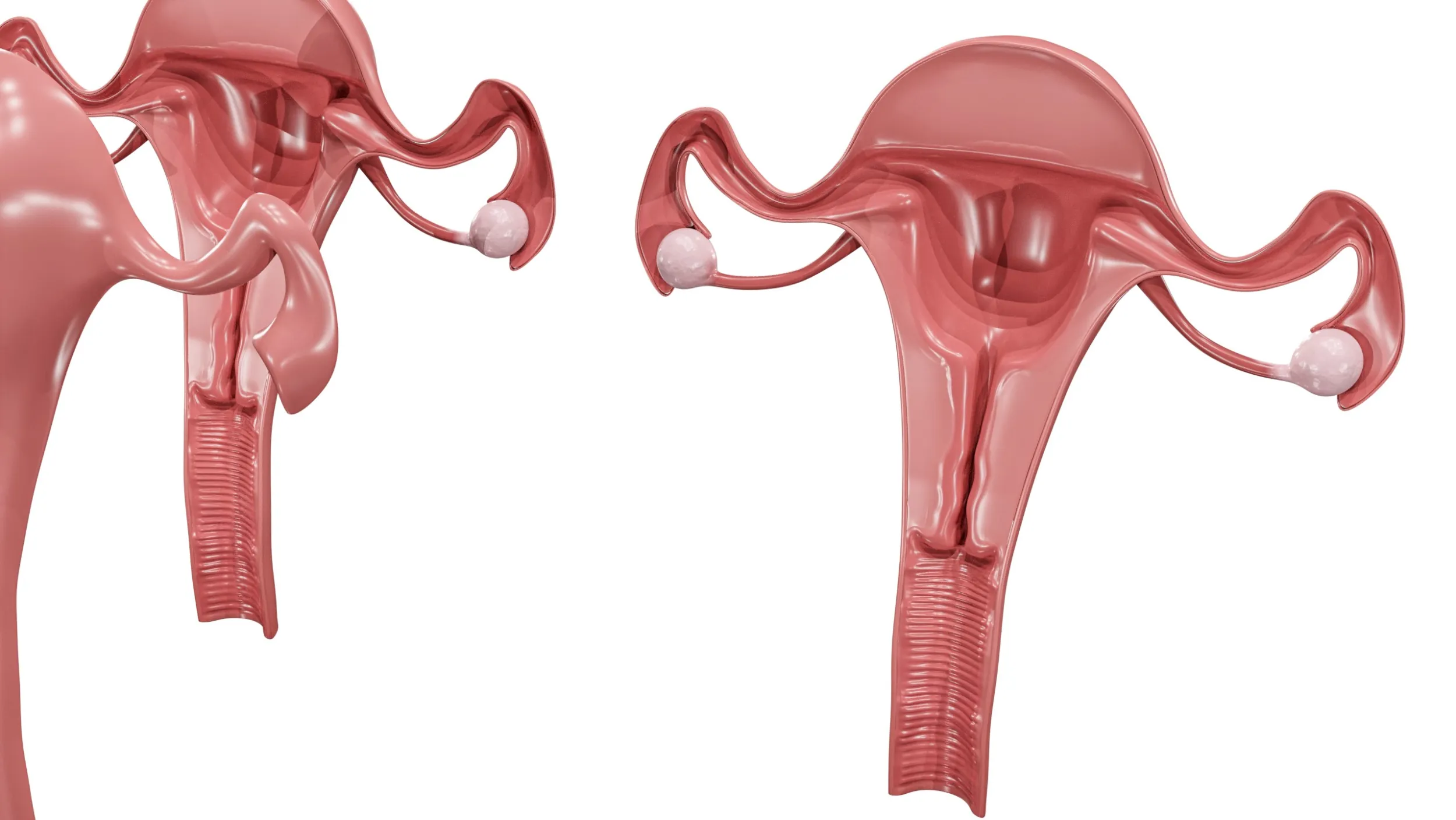 Female Reproductive System 3D Model .c4d .max .obj .3ds .fbx .stl .blend