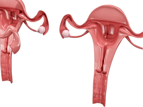 Female Reproductive System 3D Model