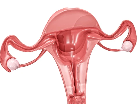 Female Reproductive System 3D Model