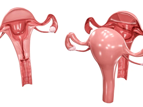 Female Reproductive System 3D Model