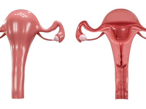 Female Reproductive System 3D Model