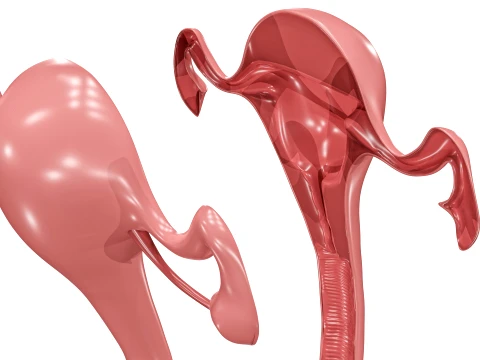 Female Reproductive System 3D Model