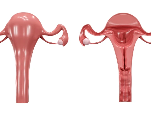 Female Reproductive System 3D Model