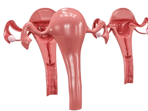 Female Reproductive System 3D Model