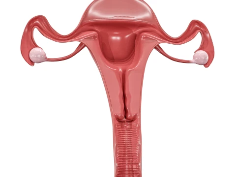Female Reproductive System 3D Model