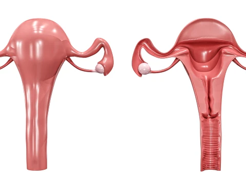 Female Reproductive System 3D Model