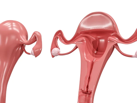 Female Reproductive System 3D Model