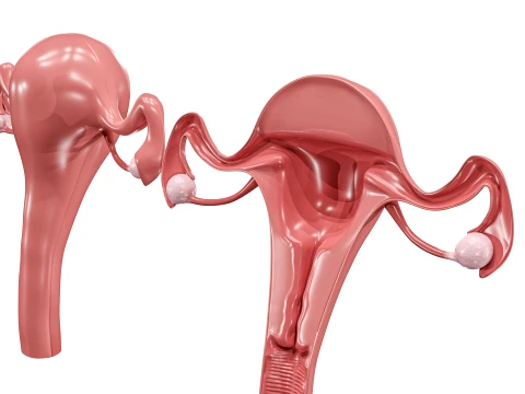 Female Reproductive System 3D Model