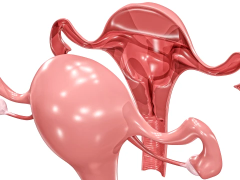 Female Reproductive System 3D Model