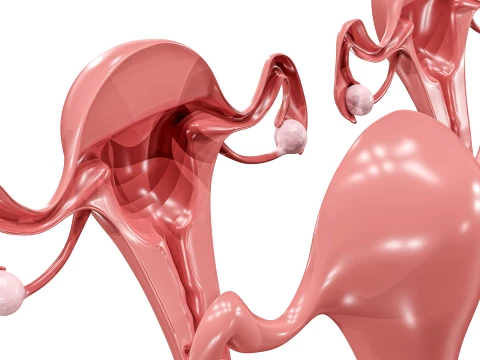 Female Reproductive System 3D Model