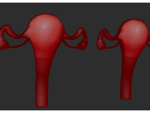 Female Reproductive System 3D Model