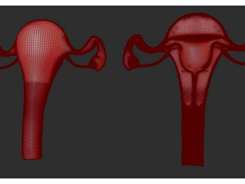 Female Reproductive System 3D Model