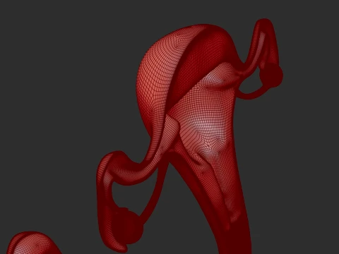 Female Reproductive System 3D Model