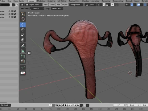 Female Reproductive System 3D Model