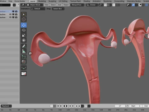 Female Reproductive System 3D Model