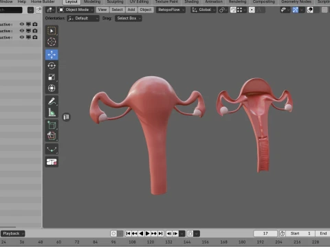 Female Reproductive System 3D Model