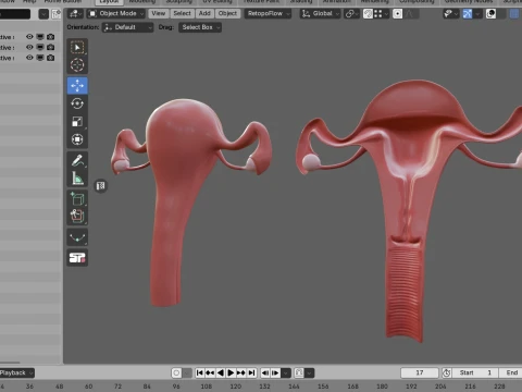 Female Reproductive System 3D Model