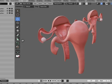 Female Reproductive System 3D Model