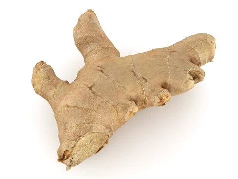 Ginger Root 01 3D Model