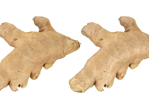 Ginger Root 01 3D Model
