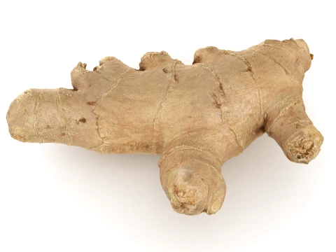 Ginger Root 01 3D Model