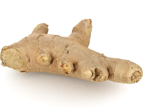 Ginger Root 01 3D Model