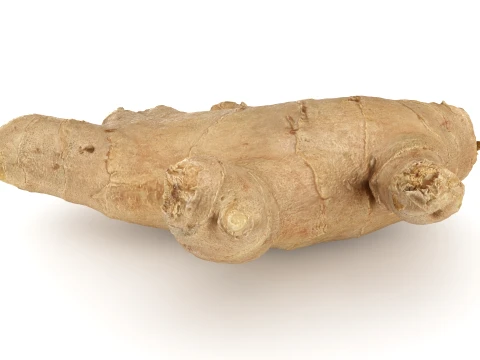 Ginger Root 01 3D Model