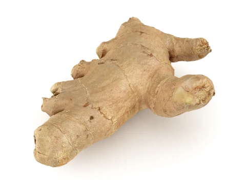 Ginger Root 01 3D Model