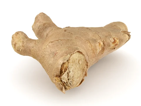 Ginger Root 01 3D Model