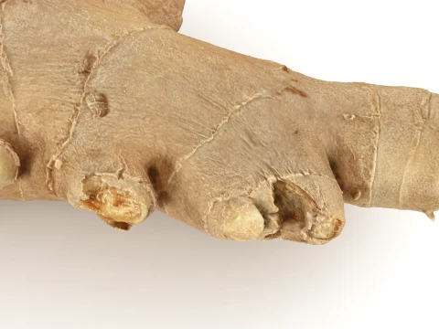 Ginger Root 01 3D Model
