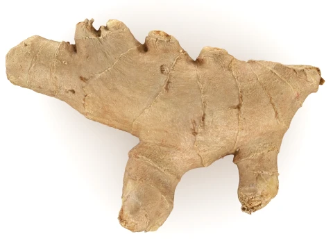 Ginger Root 01 3D Model