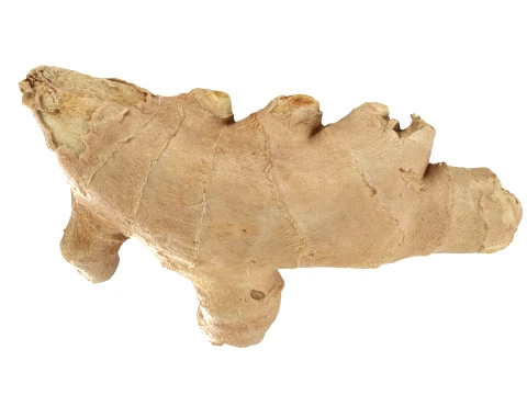 Ginger Root 01 3D Model