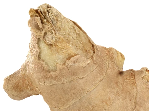 Ginger Root 01 3D Model