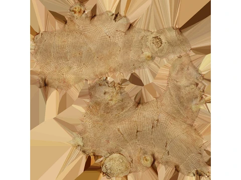 Ginger Root 01 3D Model